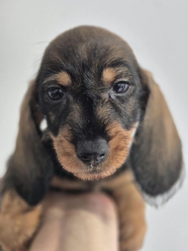 de l'air salin - Teckel poil dur - Portée née le 26/08/2025