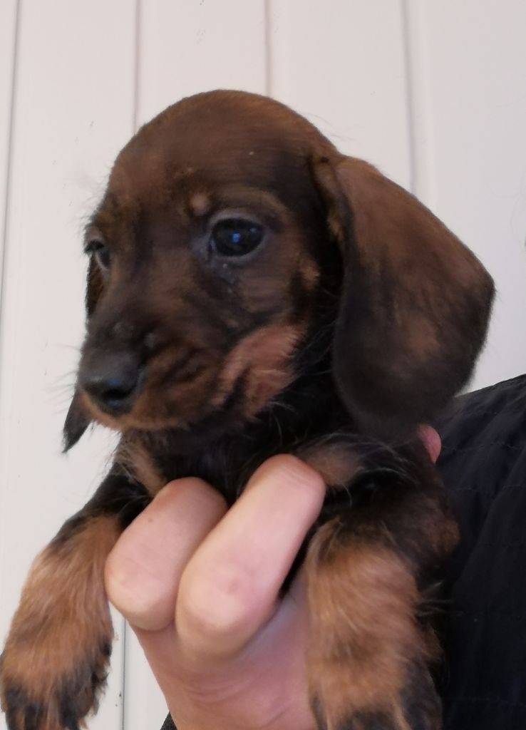 de l'air salin - Teckel poil dur - Portée née le 01/08/2020