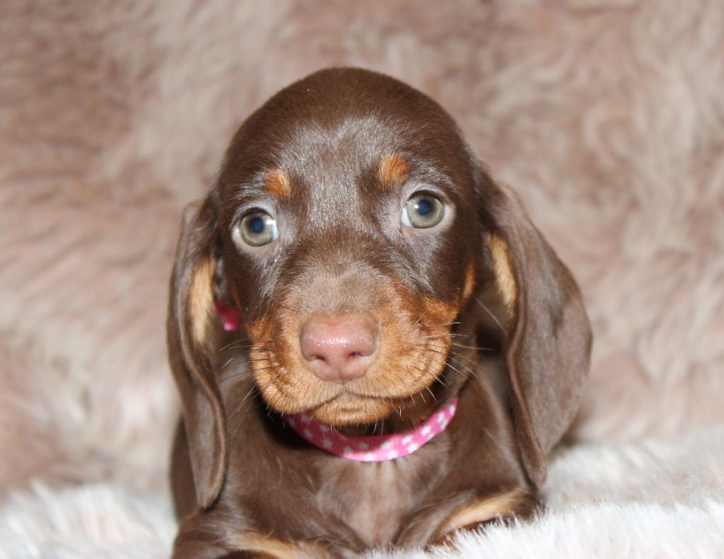 de l'air salin - Teckel poil ras - Portée née le 29/10/2024