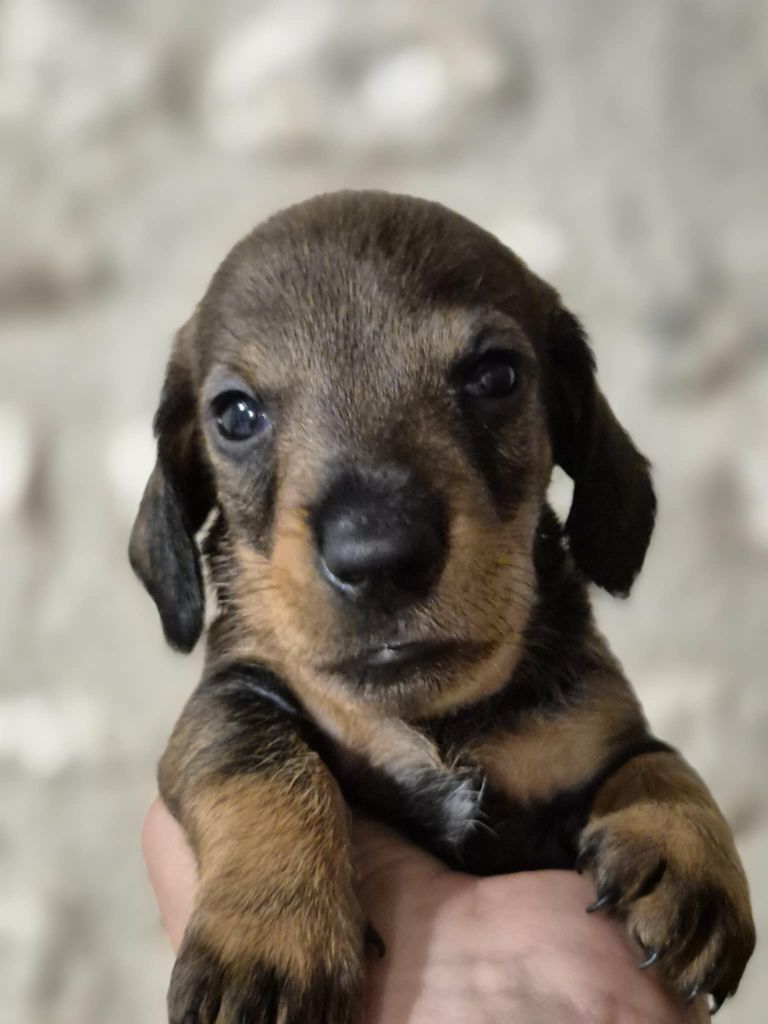de l'air salin - Chiots disponibles - Teckel poil dur