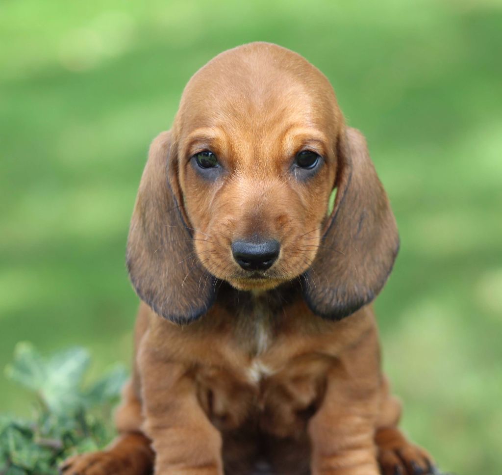 de l'air salin - Teckel poil ras - Portée née le 22/06/2017