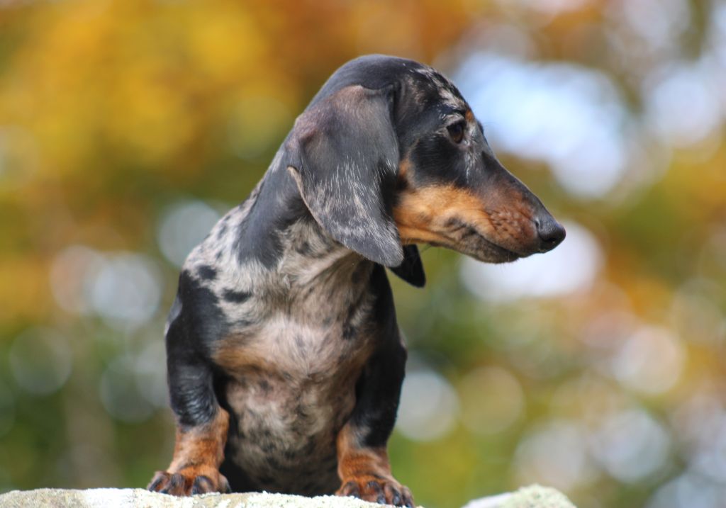 de l'air salin - Teckel poil ras - Portée née le 09/07/2024