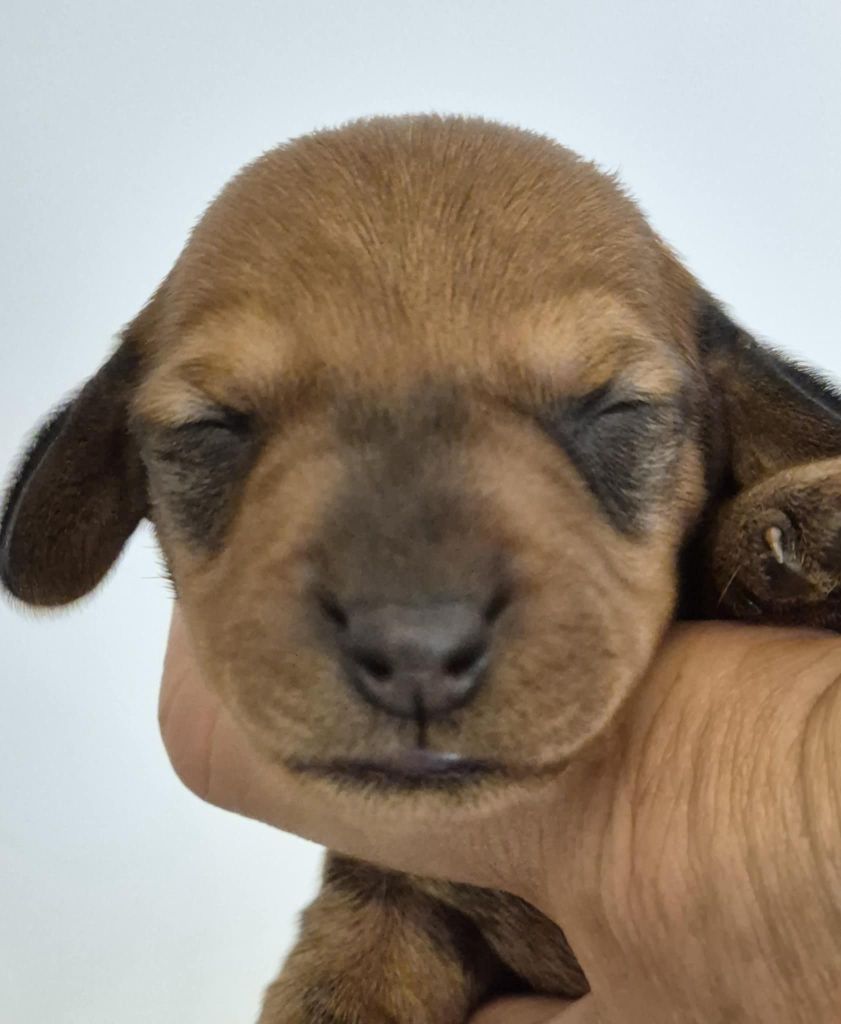 de l'air salin - Chiots disponibles - Teckel poil dur
