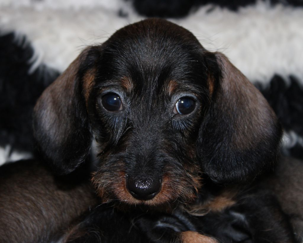 de l'air salin - Teckel poil dur - Portée née le 05/09/2024