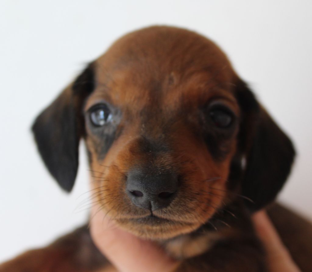 de l'air salin - Teckel poil ras - Portée née le 30/04/2019