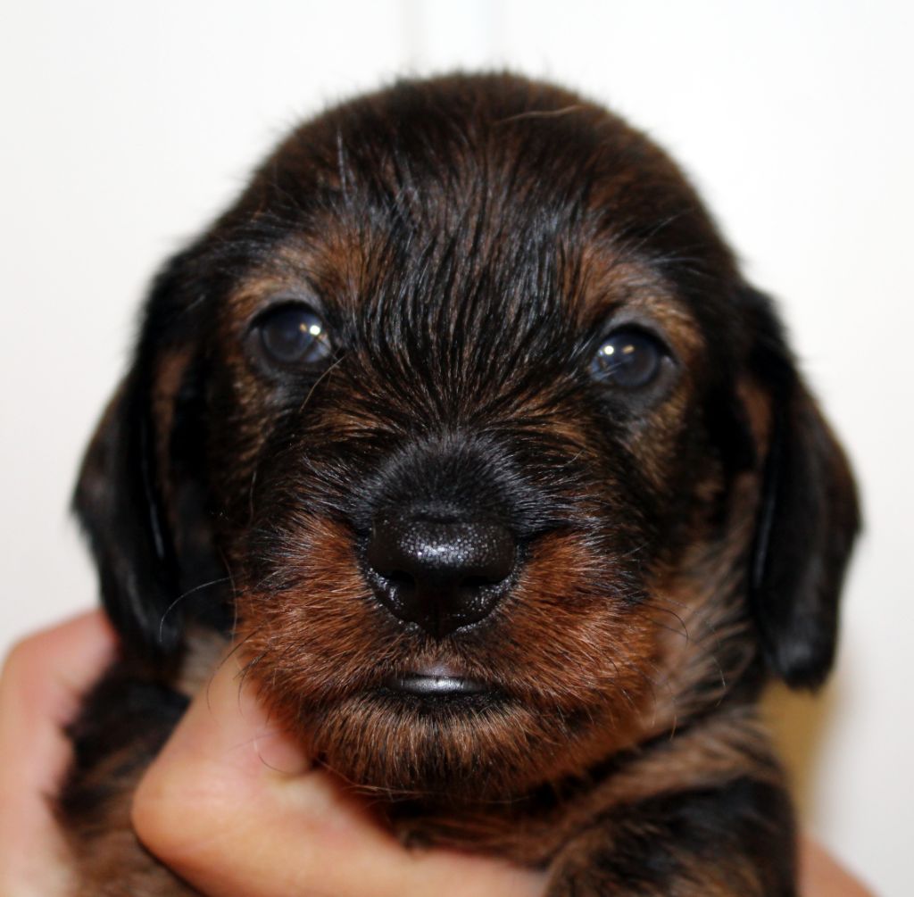 de l'air salin - Teckel poil dur - Portée née le 07/04/2020