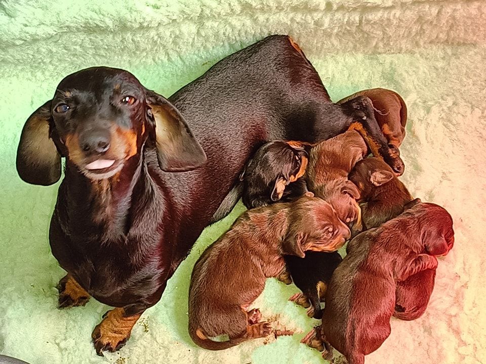 de l'air salin - Teckel poil ras - Portée née le 02/01/2024