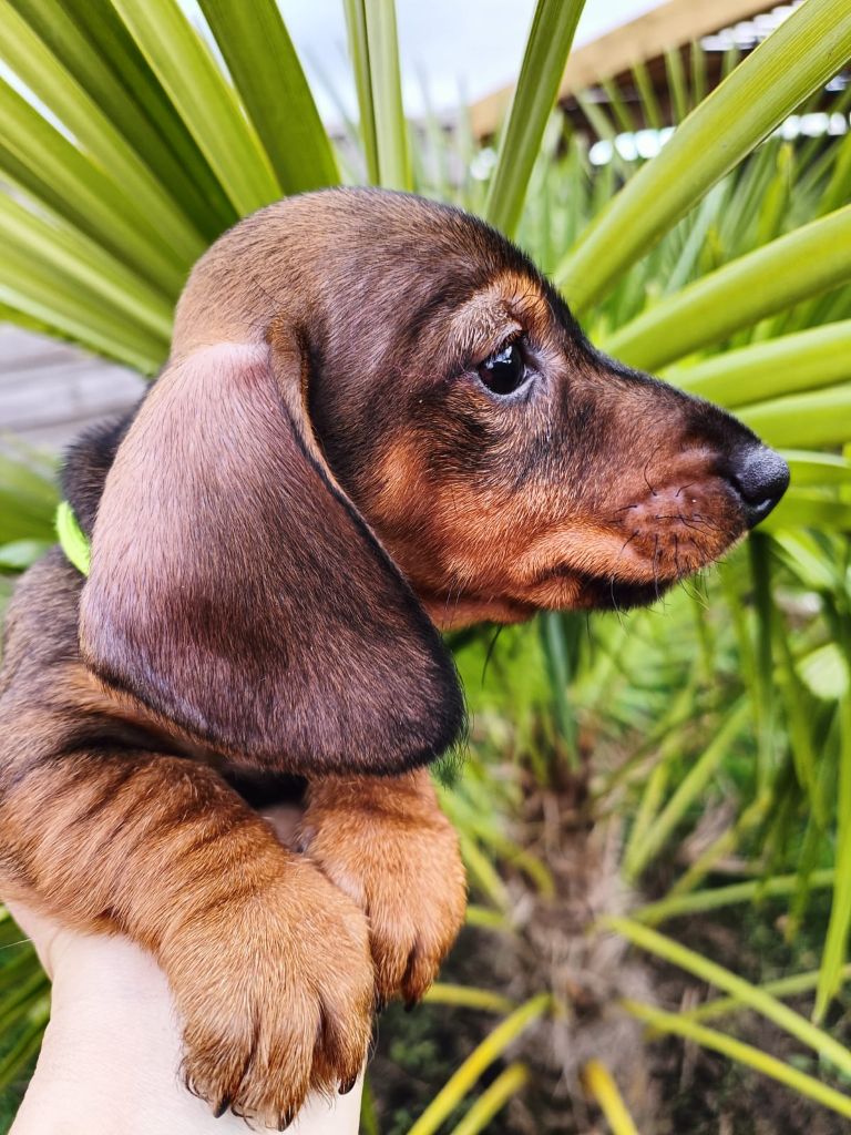 de l'air salin - Teckel poil dur - Portée née le 18/10/2023