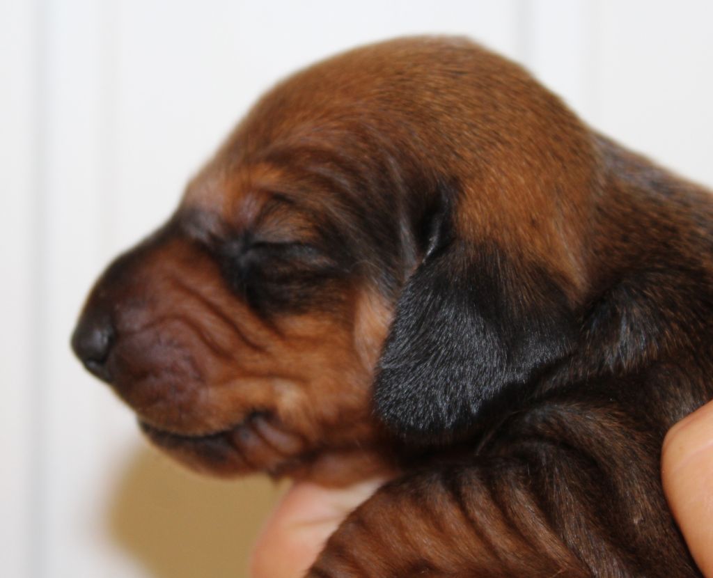 de l'air salin - Teckel poil ras - Portée née le 26/06/2020