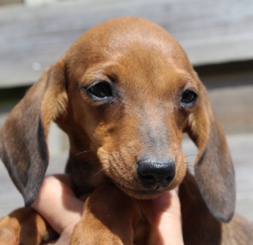 de l'air salin - Teckel poil ras - Portée née le 01/02/2021