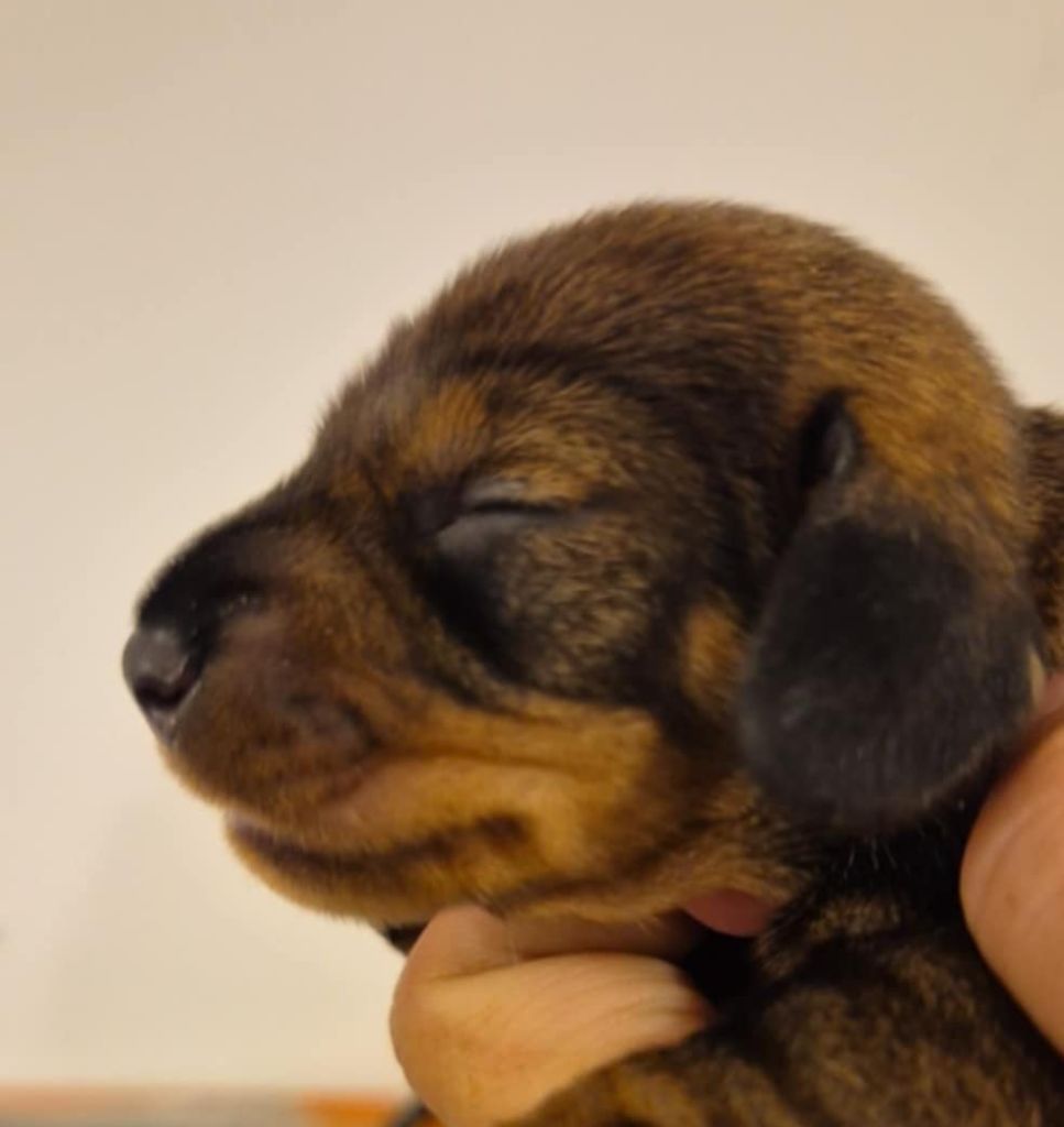 de l'air salin - Chiots disponibles - Teckel poil dur