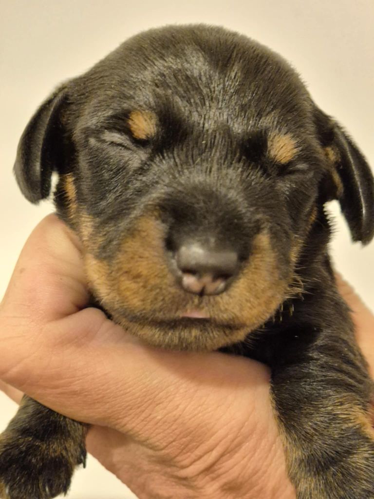 de l'air salin - Chiots disponibles - Teckel poil dur