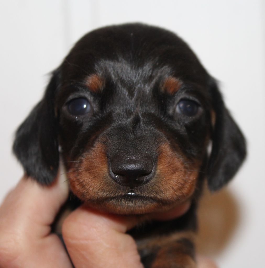 de l'air salin - Teckel poil ras - Portée née le 14/10/2021