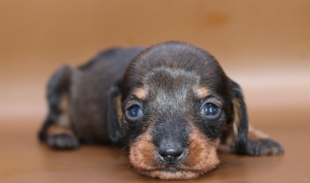 de l'air salin - Chiots disponibles - Teckel poil dur