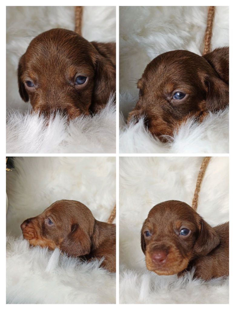 de l'air salin - Teckel poil dur - Portée née le 17/10/2022